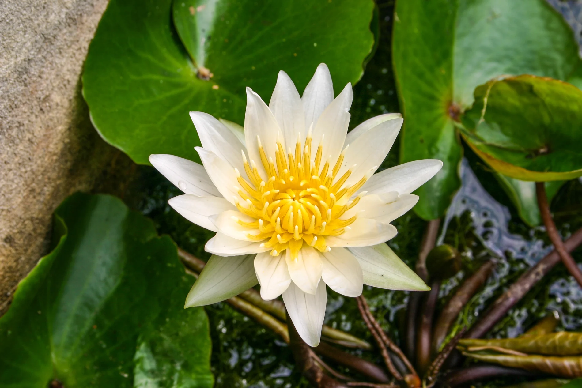 Nymphaea 'Josephine' — Florida Aquatic Nurseries
